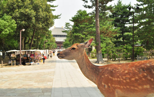奈良公園イメージ